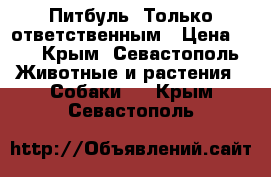 Питбуль. Только ответственным › Цена ­ 1 - Крым, Севастополь Животные и растения » Собаки   . Крым,Севастополь